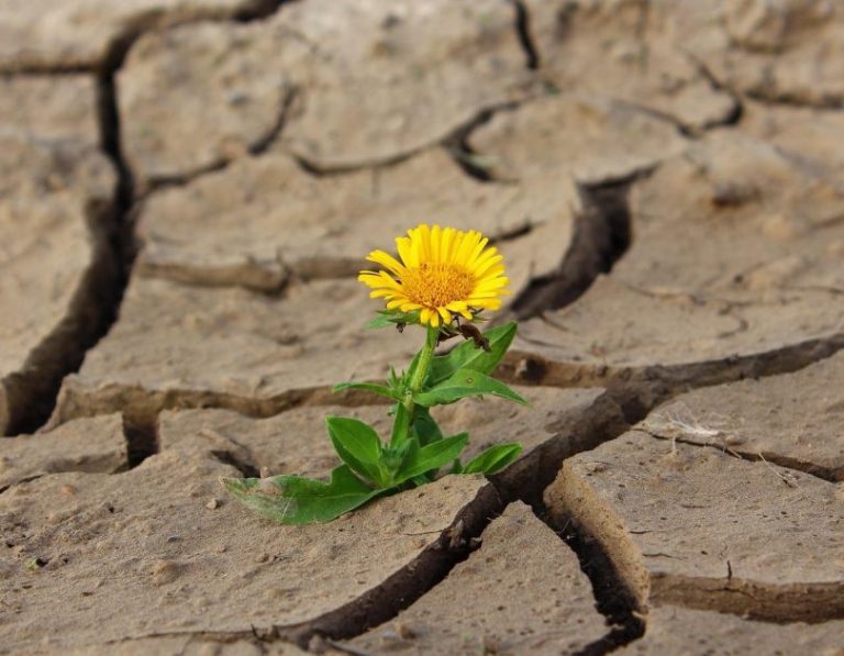 Groenvoorzieningstips tegen droogte in de tuin met druppelbevloeiing en schaduwplanten