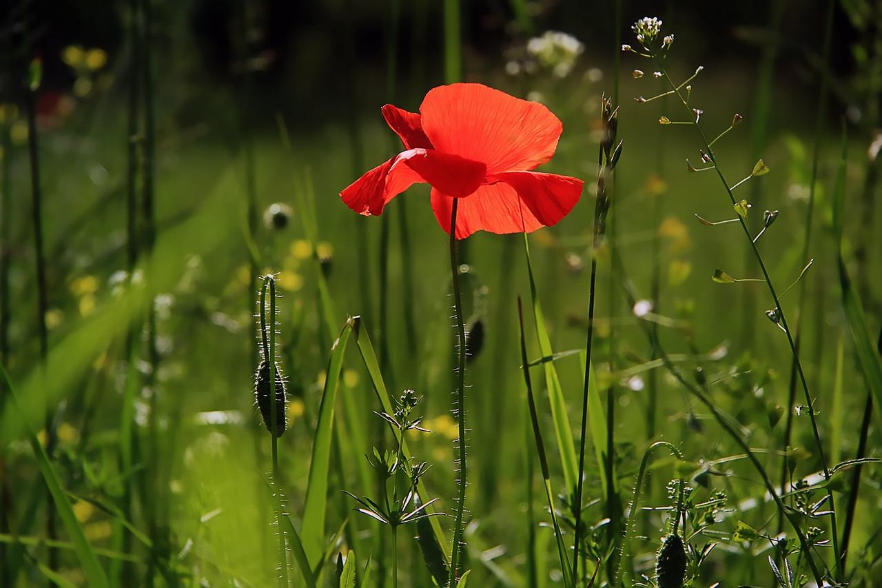Verschillende planten voor diverse tuinen gerangschikt per type: schaduwplanten, zonminnende soorten en winterharde varianten